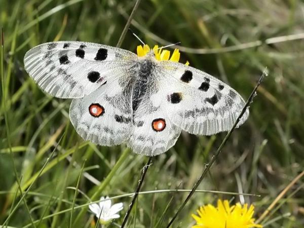 Wildlife and walking holiday in the Spanish Pyrenees
