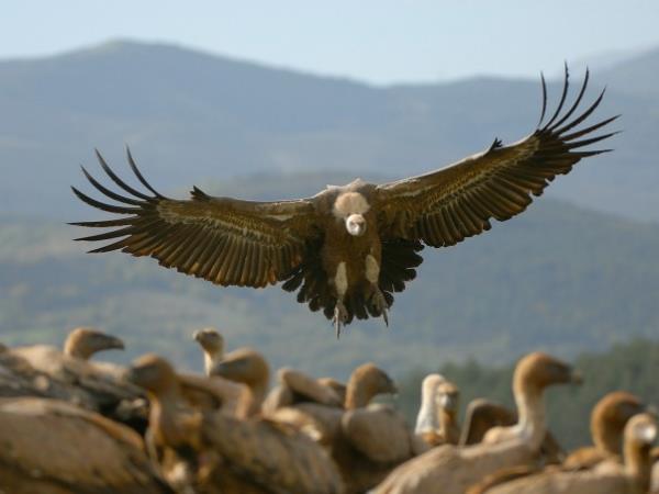 Wildlife and walking holiday in the Spanish Pyrenees