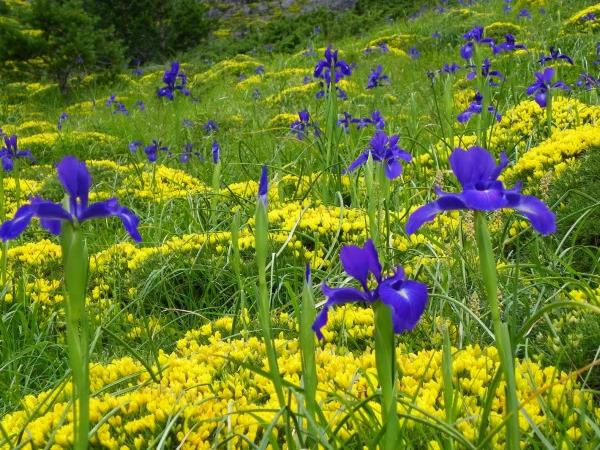 Wildlife and walking holiday in the Spanish Pyrenees
