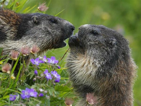 Wildlife and walking holiday in the Spanish Pyrenees