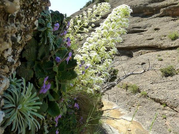 Wildlife and walking holiday in the Spanish Pyrenees