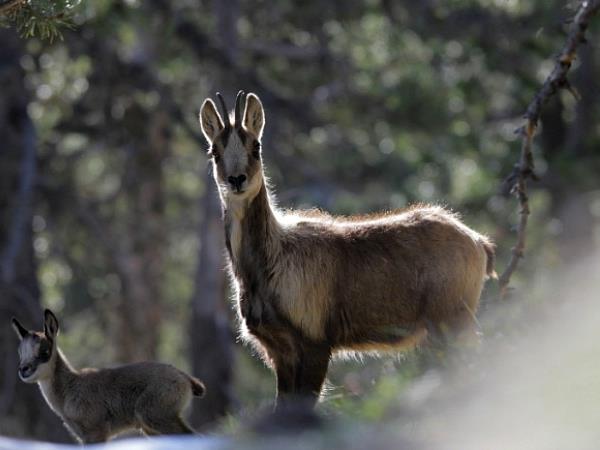 Wildlife and walking holiday in the Spanish Pyrenees