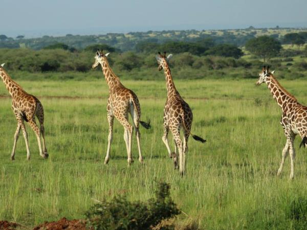 Uganda tailor made safari