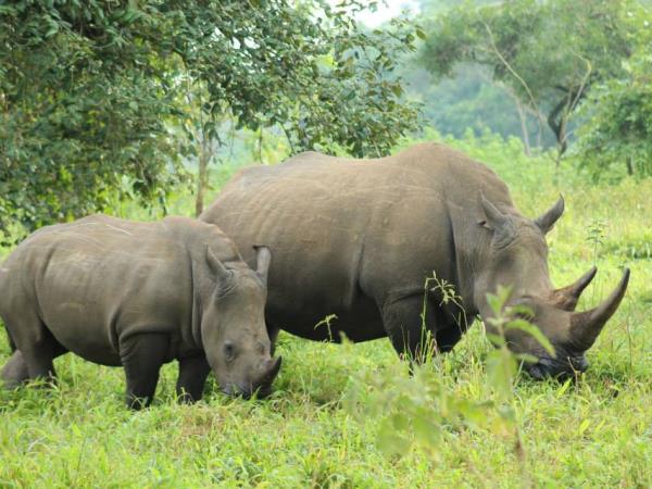 Uganda tailor made safari