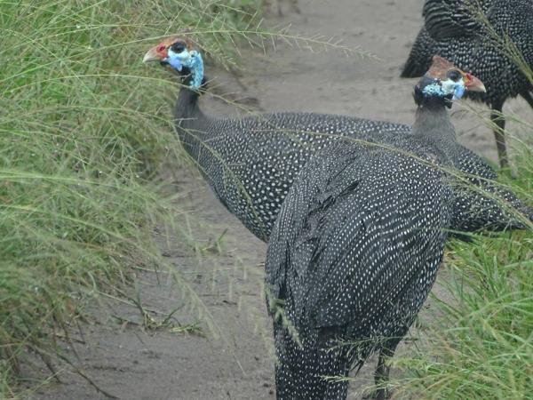 Uganda tailor made safari