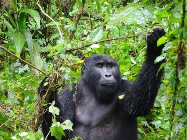 Uganda tailor made safari