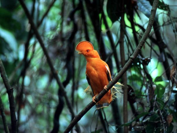 Guyana holidays, highlights tour