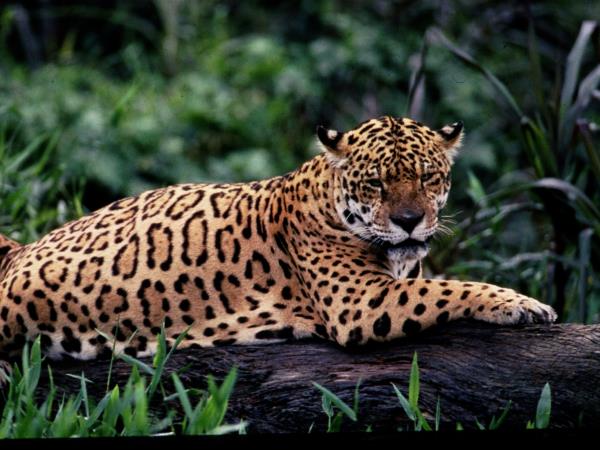 Guyana holidays, highlights tour