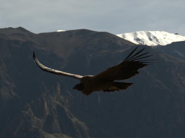 Lake Titicaca & Peru highlights holiday