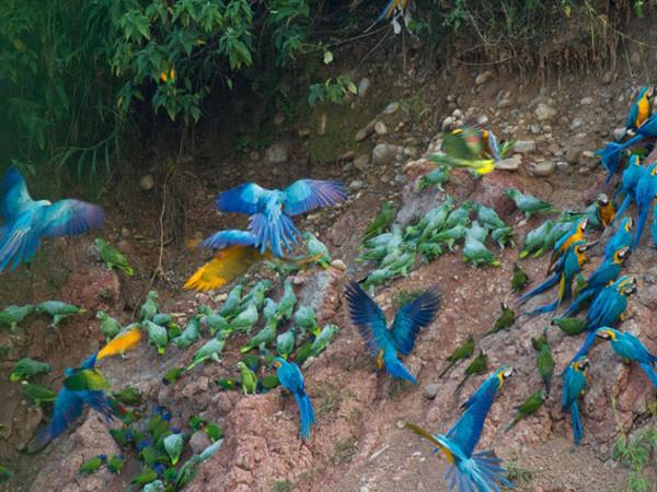 Amazon photography holiday, Peru
