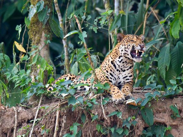 Amazon photography holiday, Peru