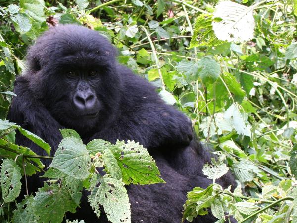 Gorilla safari in the DR Congo