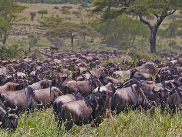 Tanzania safari and Zanzibar beach holiday