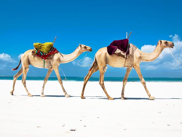 Kenya safari & beach tour