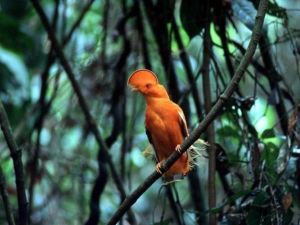 Guyana nature experience, small group holiday
