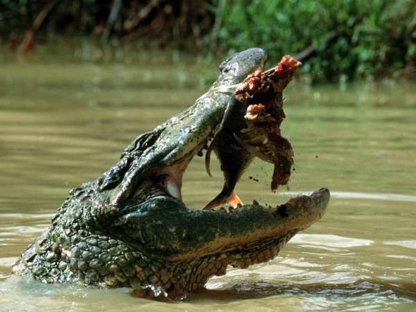 Guyana nature experience, small group holiday
