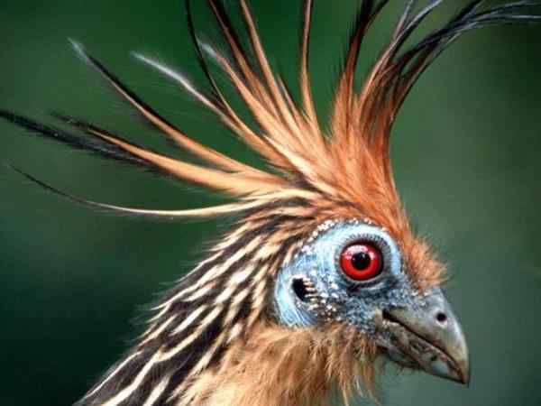 Guyana nature experience, small group holiday
