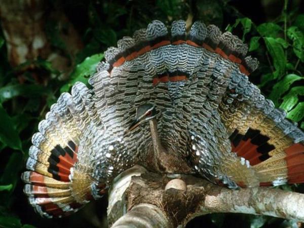 Guyana nature experience, small group holiday