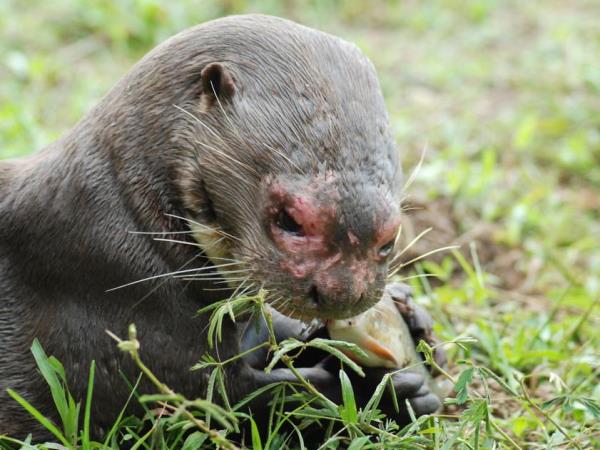 Guyana & Suriname wildlife small group holiday