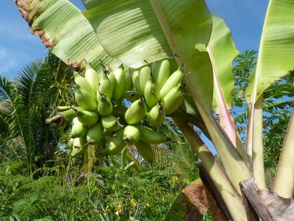 Borneo 8 day tour, the wild heart of Borneo