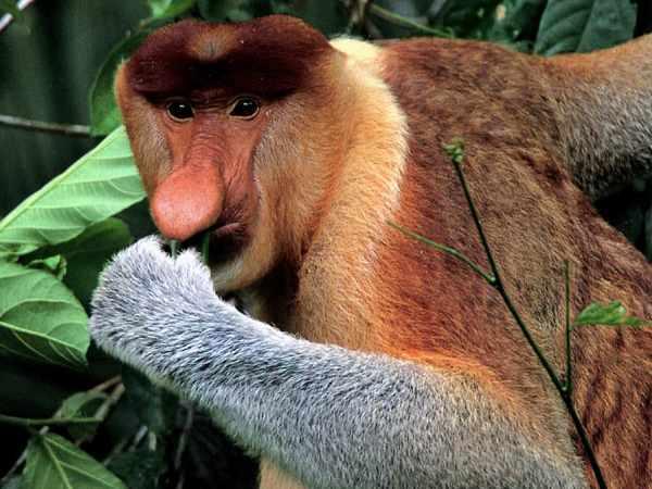 Borneo 8 day tour, the wild heart of Borneo