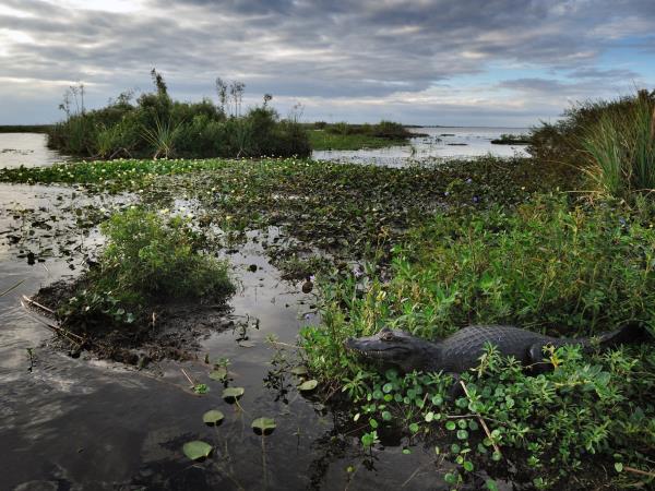 Argentina holiday, Ibera Wetlands & Iguazu Falls