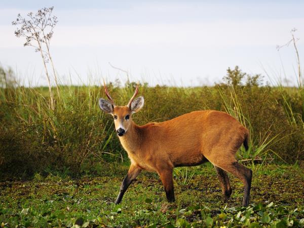 Argentina holiday, Ibera Wetlands & Iguazu Falls