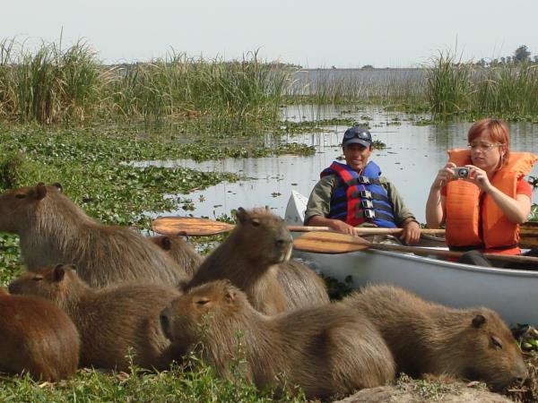 Argentina holiday, Ibera Wetlands & Iguazu Falls