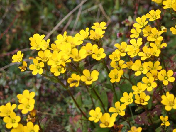 Western Bhutan walking holiday