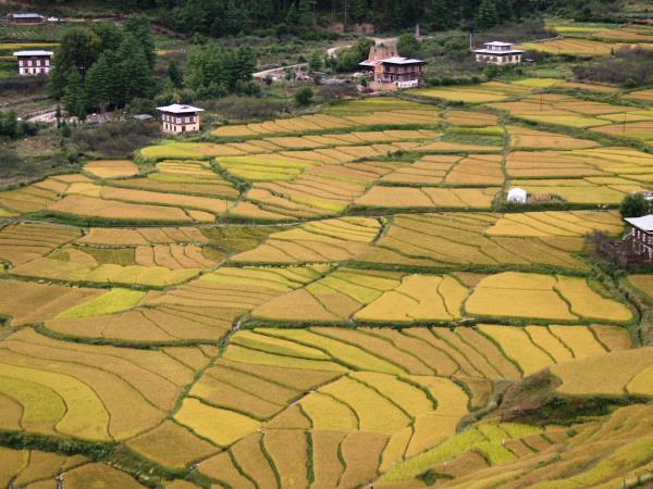 Bhutan culture & home stay tour