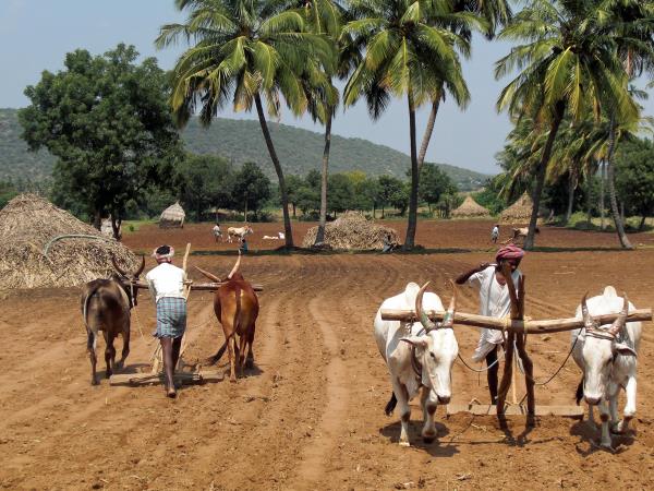 India cultural country tour