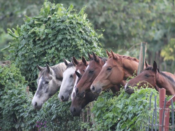 Horse riding safari in Uganda