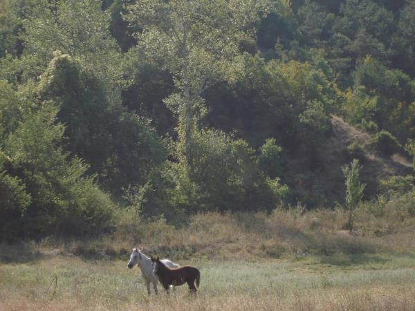 Bulgaria horse riding holiday