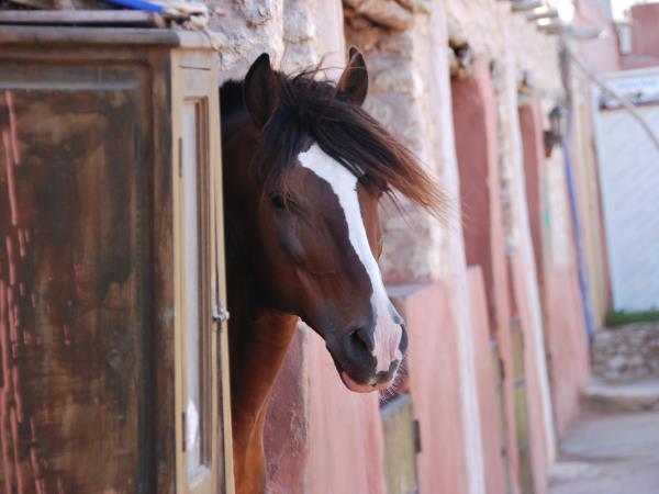 Morocco horse riding holiday, beach ride