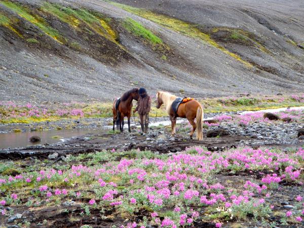 Horse riding holiday in Iceland
