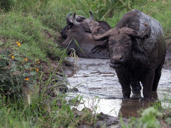 Highlights of Uganda safari holiday
