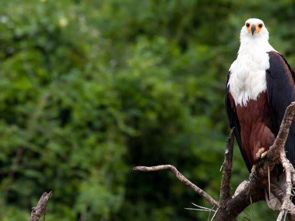 Highlights of Uganda safari holiday