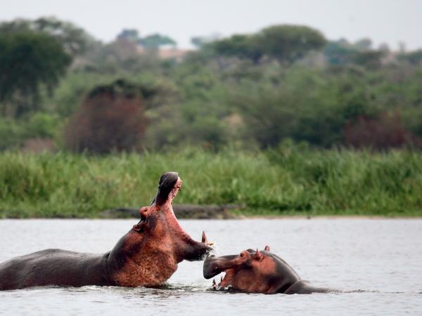 Highlights of Uganda safari holiday