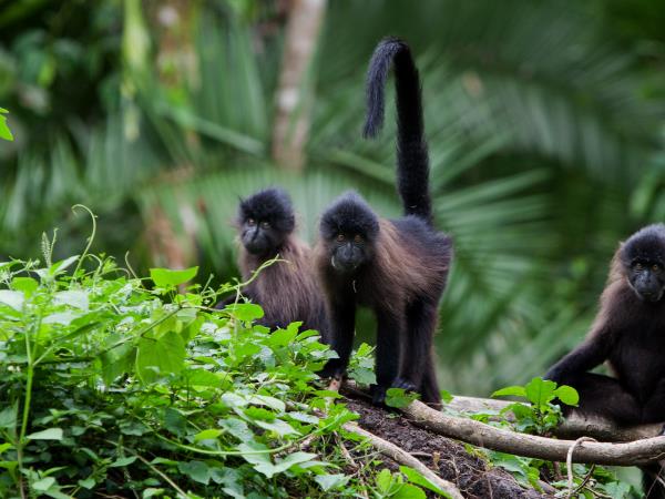 Highlights of Uganda safari holiday