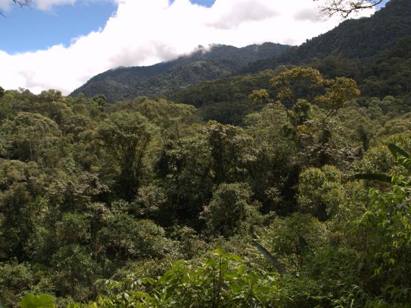 Maquipucuna cloud forest lodge, Ecuador