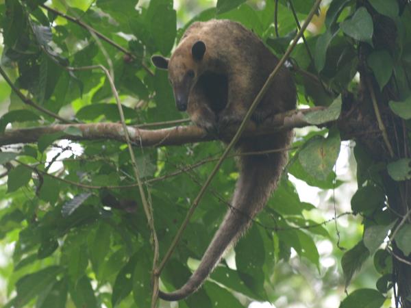 Ecuador ecolodge, Napo Wildlife Centre