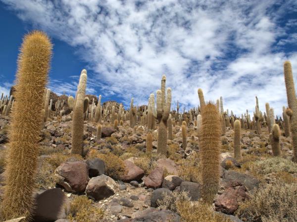 Bolivia salt lakes, lagunas & volcanoes holiday