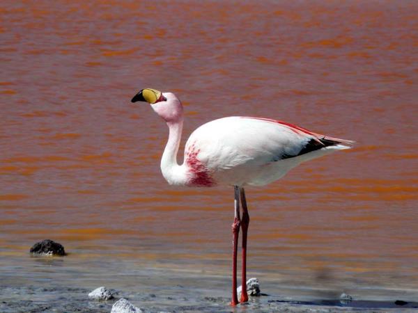 Bolivia salt lakes, lagunas & volcanoes holiday