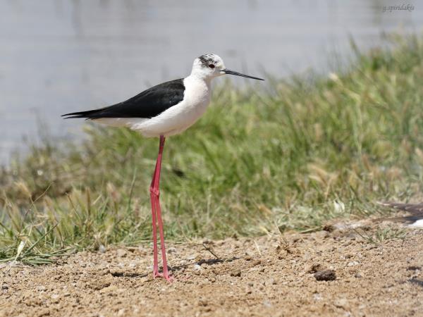 Lesvos birdwatching holiday in Greece