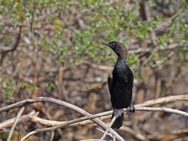 Greece bird watching holiday, Lake Kerkini