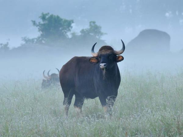 Tiger & wildlife tour in Central India