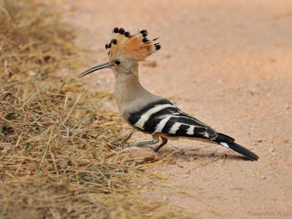 Tiger & wildlife tour in Central India