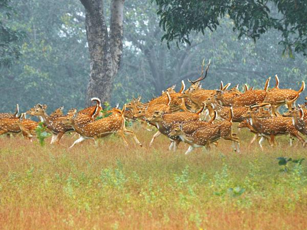 Tiger & wildlife tour in Central India