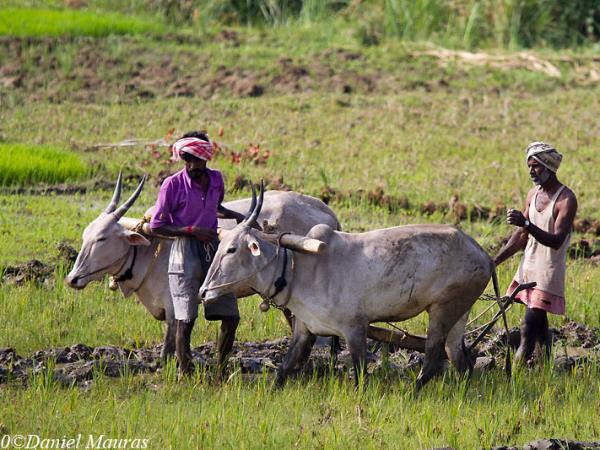 South India cycling tour, coast to coast