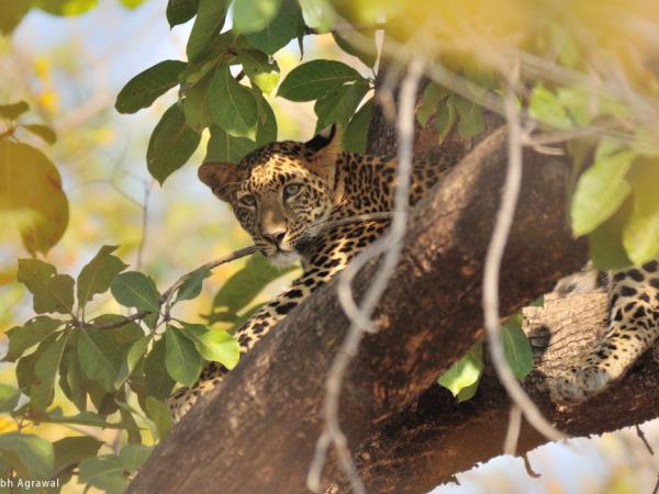 Central India holiday, culture and wildlife